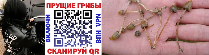 blacksprut рабочий сайт  Кизилюрт  Галлюциногенные грибы ЛСД 